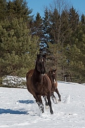  Winter Free Running Vertical
