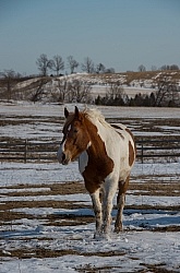  Winter Free Running Vertical