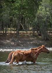 Mare and Foal Cross the River Near the Ranch