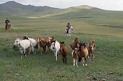 Herding the horses