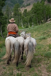 Baagii with two Greys in Tow