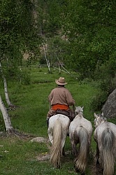 Baagii with two Greys in Tow
