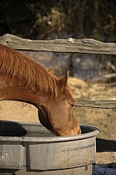 Water from Trough Summer
