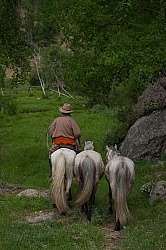 Baagii with two Greys in Tow