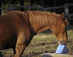 Home Horse keeping Salt Block