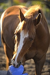 Home Horse keeping Salt Block