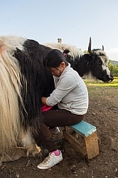 Yak Milking