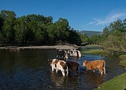 Cows herded over the river