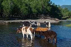 Cows herded over the river