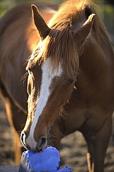 Home Horse keeping Salt Block