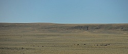 Wild Horses of Wyoming Blue Sky Sage Ride