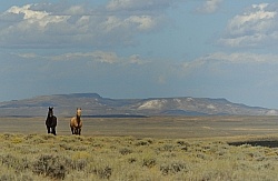 Wild Horses of Wyoming Blue Sky Sage Ride