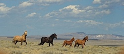 Wild Horses of Wyoming Blue Sky Sage Ride