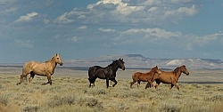 Wild Horses of Wyoming Blue Sky Sage Ride