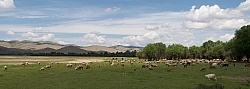 Sheep Herd