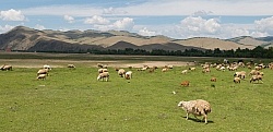 Sheep Herd