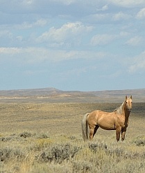 Wild Horses of Wyoming Blue Sky Sage Ride