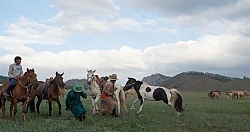 Roping one of the Horses