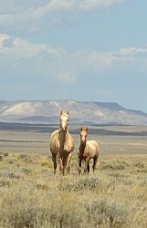 Wild Horses of Wyoming Blue Sky Sage Ride