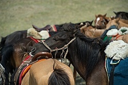 One of the Horses takes a rest