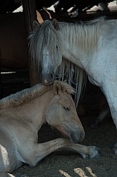 Mongolian Horses