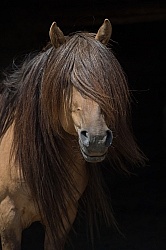 Mongolian Stallion