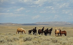 Wild Horses of Wyoming Blue Sky Sage Ride
