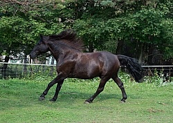 Canadian Free Running