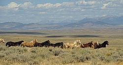 Wild Horses of Wyoming Blue Sky Sage Ride