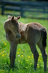 Rocky Mountain Foals