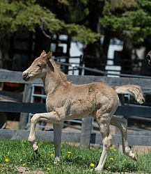 Rocky Mountain Foals