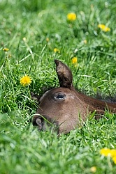 Rocky Mountain Foals