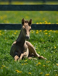 Rocky Mountain Foals