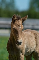 Rocky Mountain Foals