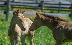 Rocky Mountain Foals