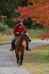 Senior Horse Being Ridden