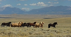 Wild Horses of Wyoming Blue Sky Sage Ride