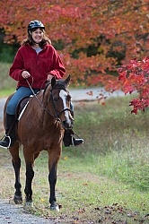Senior Horse Being Ridden