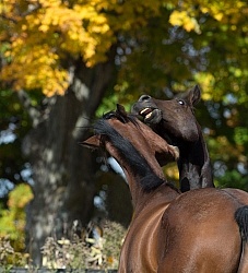 Appendix Quarter horses Playing Horses Playing