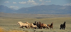 Wild Horses of Wyoming Blue Sky Sage Ride