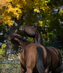 Appendix Quarter horses Playing Horses Playing