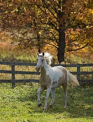 Spotted Saddle Horse Free Running Vertical Bonnie View Farms