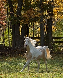Spotted Saddle Horse Free Running Vertical Bonnie View Farms