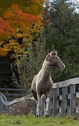 Spotted Saddle Horse Free Running Vertical Bonnie View Farms