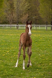Foal Canadian Sport Horse Foal Free Running