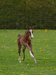 Foal Canadian Sport Horse Foal Free Running