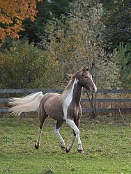 Spotted Saddle Horse Free Running Vertical Bonnie View Farms
