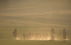 Herdsmen Herding The Horses