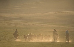 Herdsmen Herding The Horses
