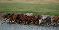 A Herd Comes to Drnk  Near Our Campsite